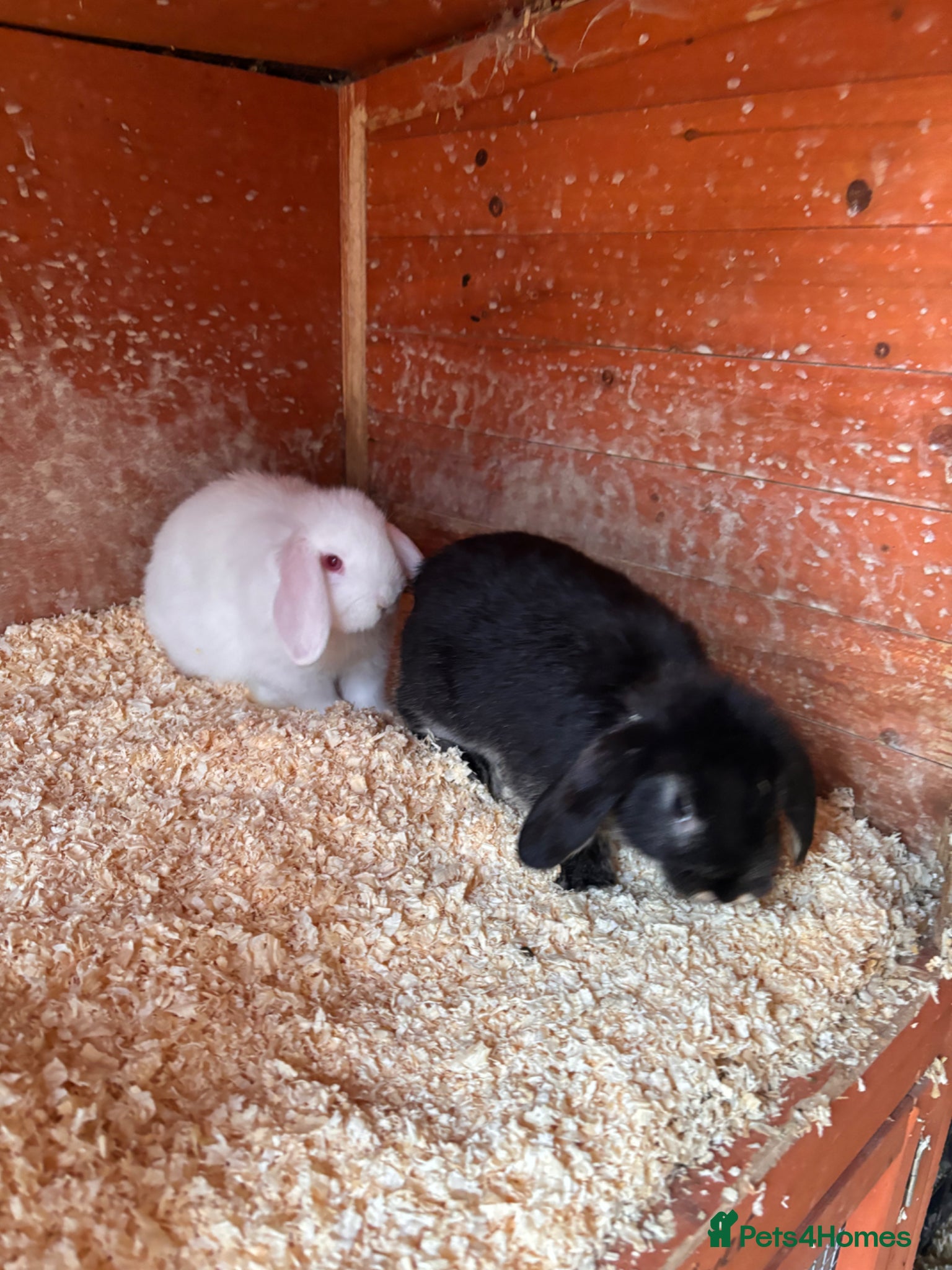 Mini Lop rabbits Mini lips £120 for the two or £70 for one - Advert 5