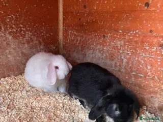 Mini Lop rabbits Mini lips £120 for the two or £70 for one - Advert 5