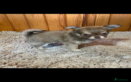 Chihuahua dogs for sale: 💥Adorable puppies💥 - Image 5