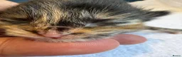 Ragcoon cats for sale: Ragdoll × Maine Coon Kittens rare colours - Advert 7