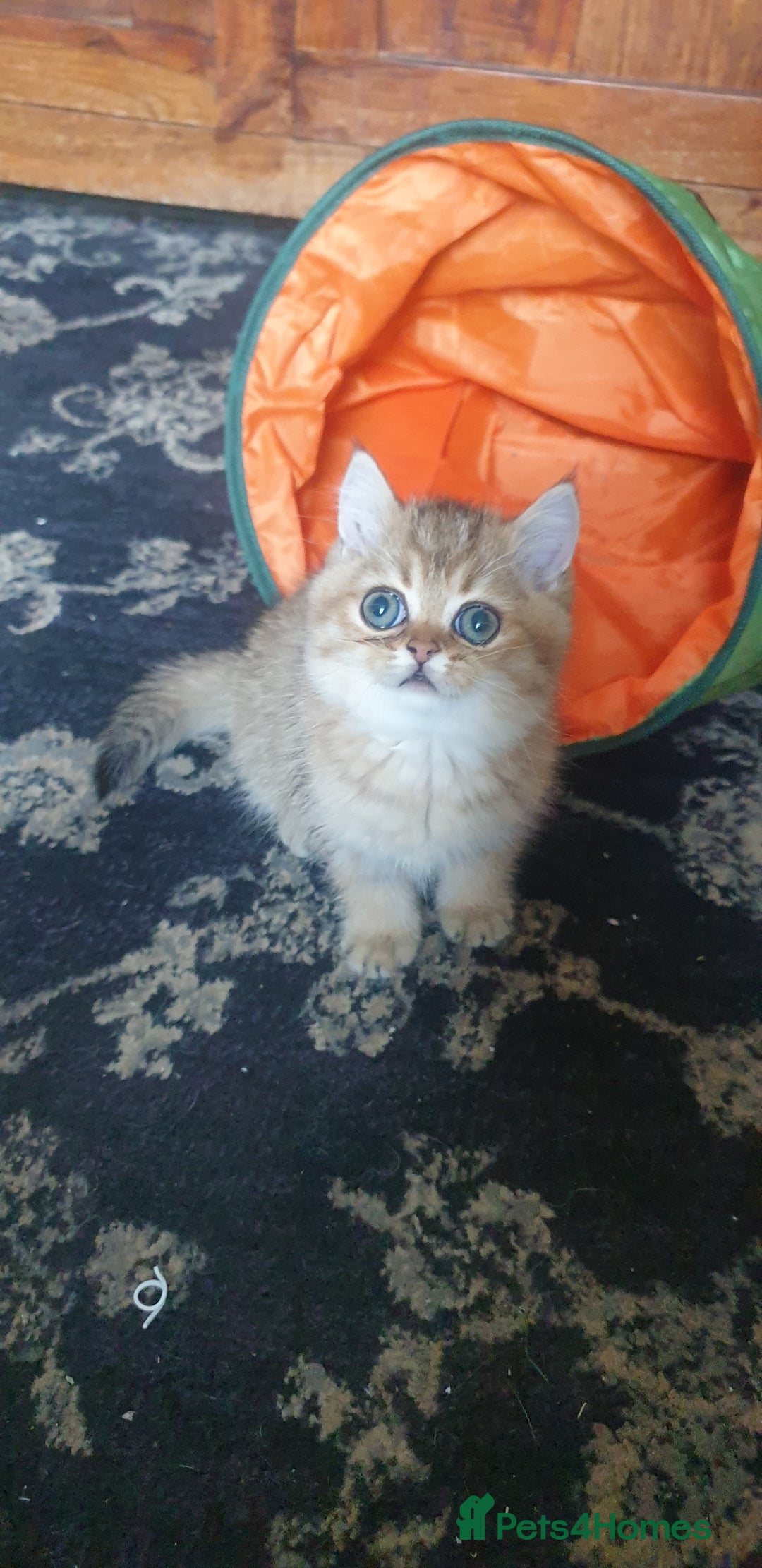British Shorthair cats for sale: Stunning GCCF British Shorthair Kittens. - Image 4