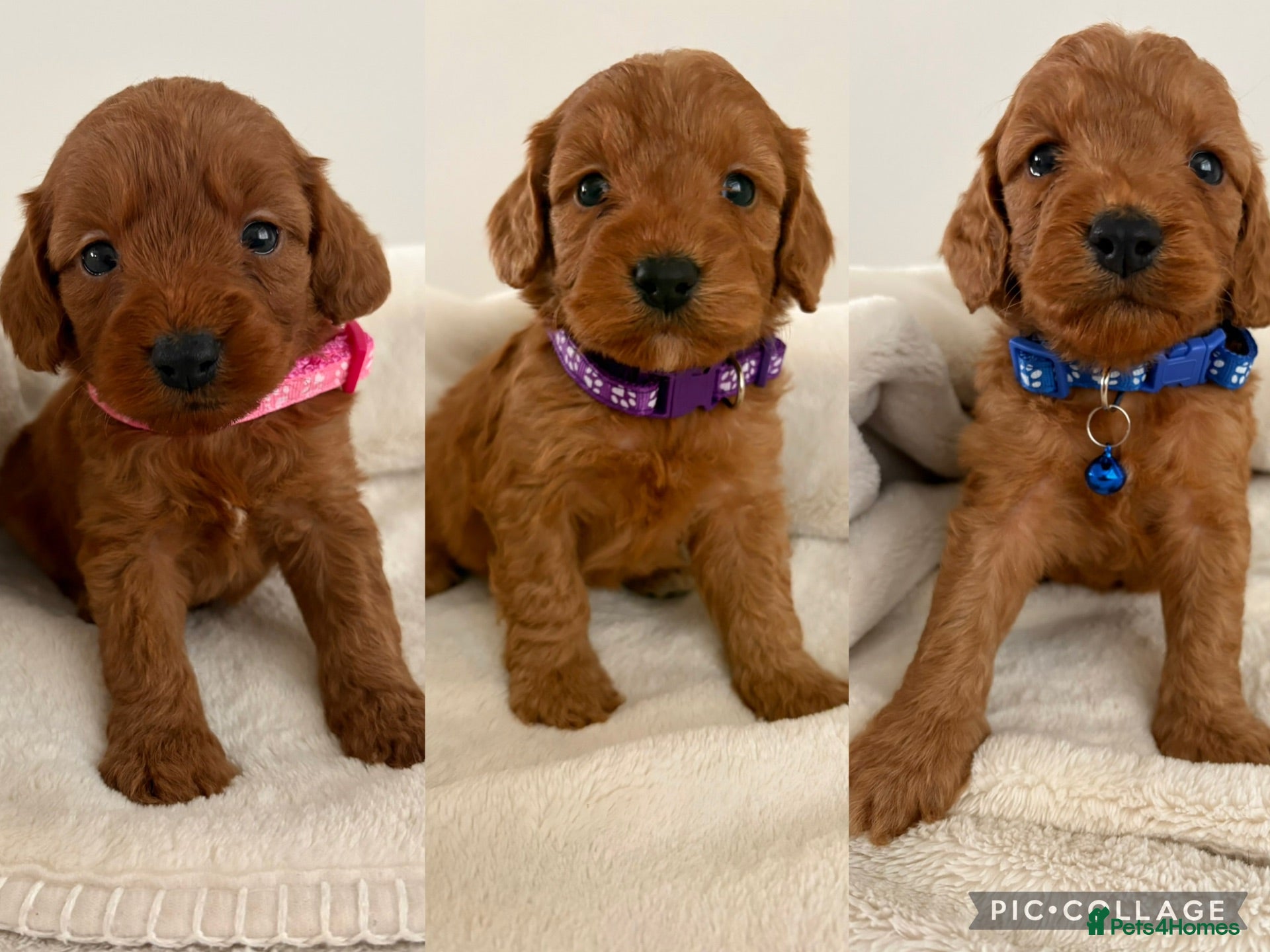 Cockapoo dogs Health Tested Fox Red Cockapoos - Advert 1