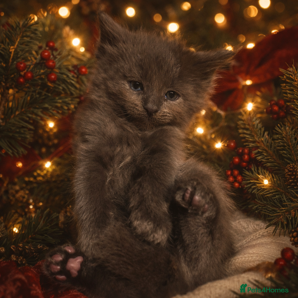 Maine Coon cats XL Maine coon kittens  - Advert 2