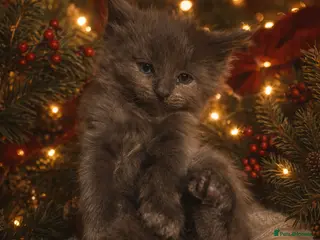 Maine Coon cats XL Maine coon kittens - Advert 18