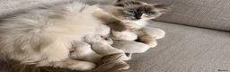 Ragdoll cats for sale: Degruchi Cattery has show quality kittens for sale in Petersfield - Advert 11