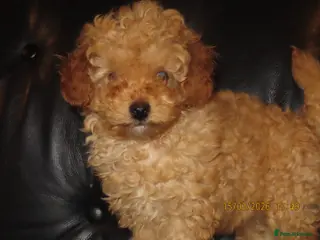 Toy Poodle dogs Stunning litter of toy poodles - Advert 1