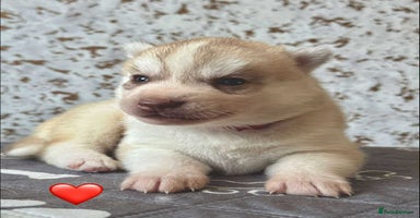 Siberian Husky dogs - Advert 2