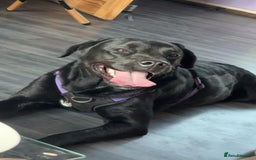 Labrador Retriever dogs for adoption: MOCHA - a Lovely, Young Girl for a Loving Home - Image 2