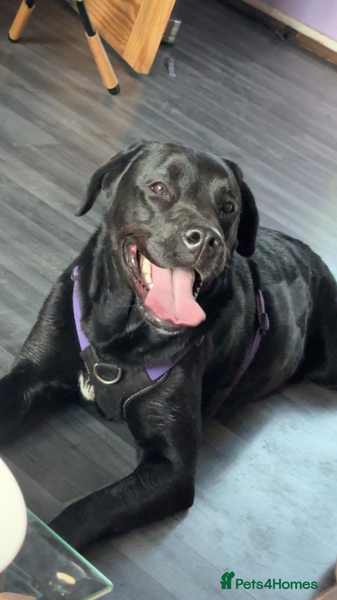 Labrador Retriever dogs for adoption: MOCHA - a Lovely, Young Girl for a Loving Home - Image 2