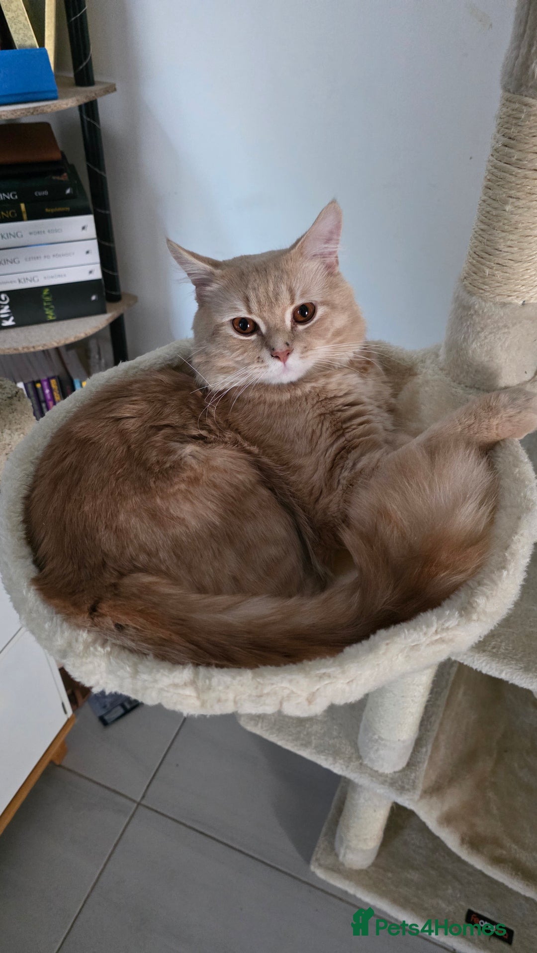 Mixed Breed cats for sale: Cats 4  - Advert 14