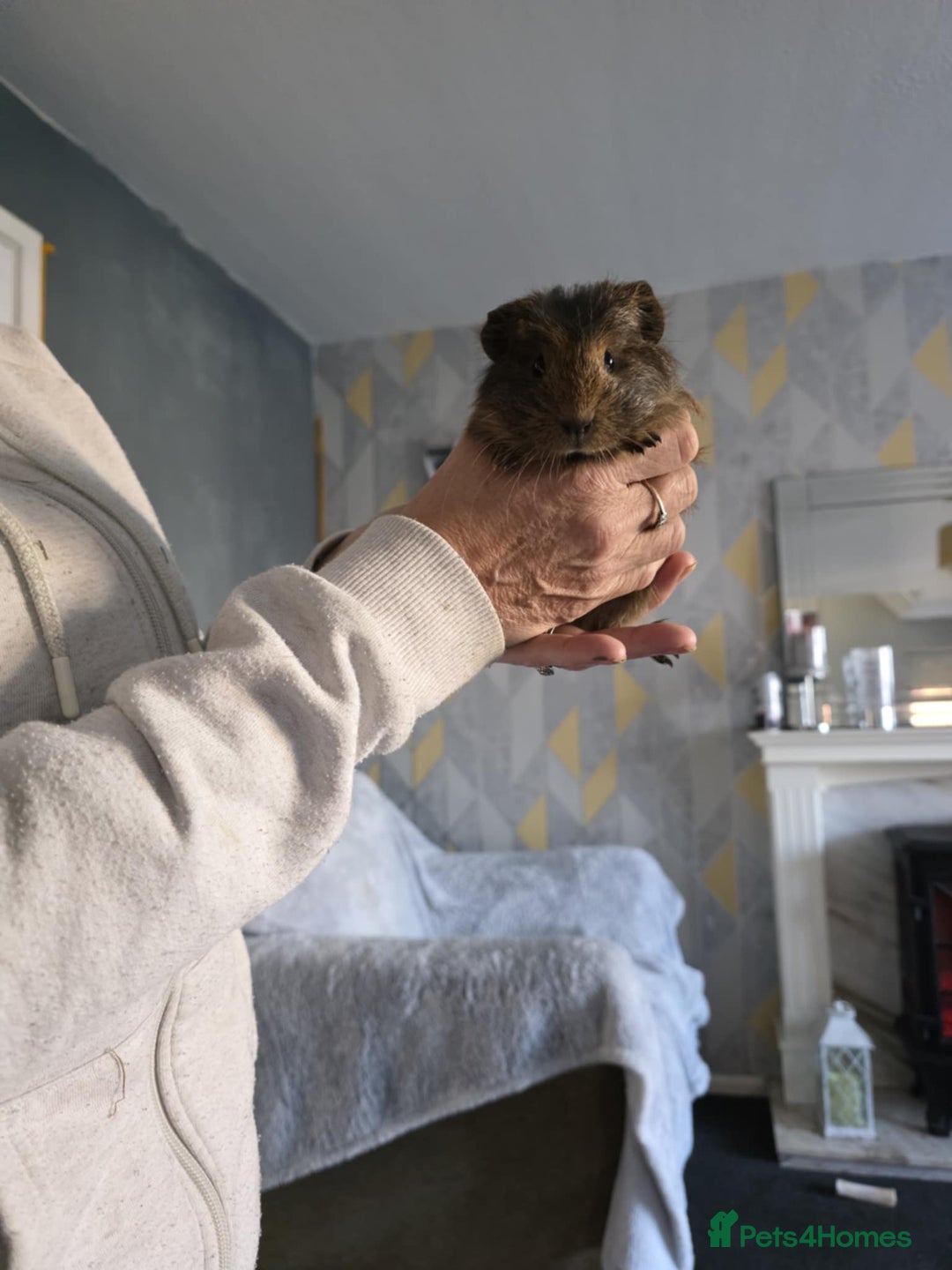 Guinea Pig rodents for sale: 3 sows - Advert 4