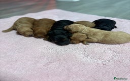 Jackapoo dogs for sale: Beautiful litter of 6 F1B Jackapoos - Image 9