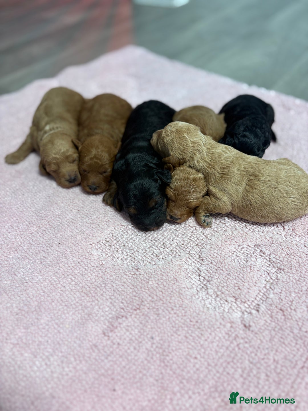 Jackapoo dogs for sale: Beautiful litter of 6 F1B Jackapoos - Image 9