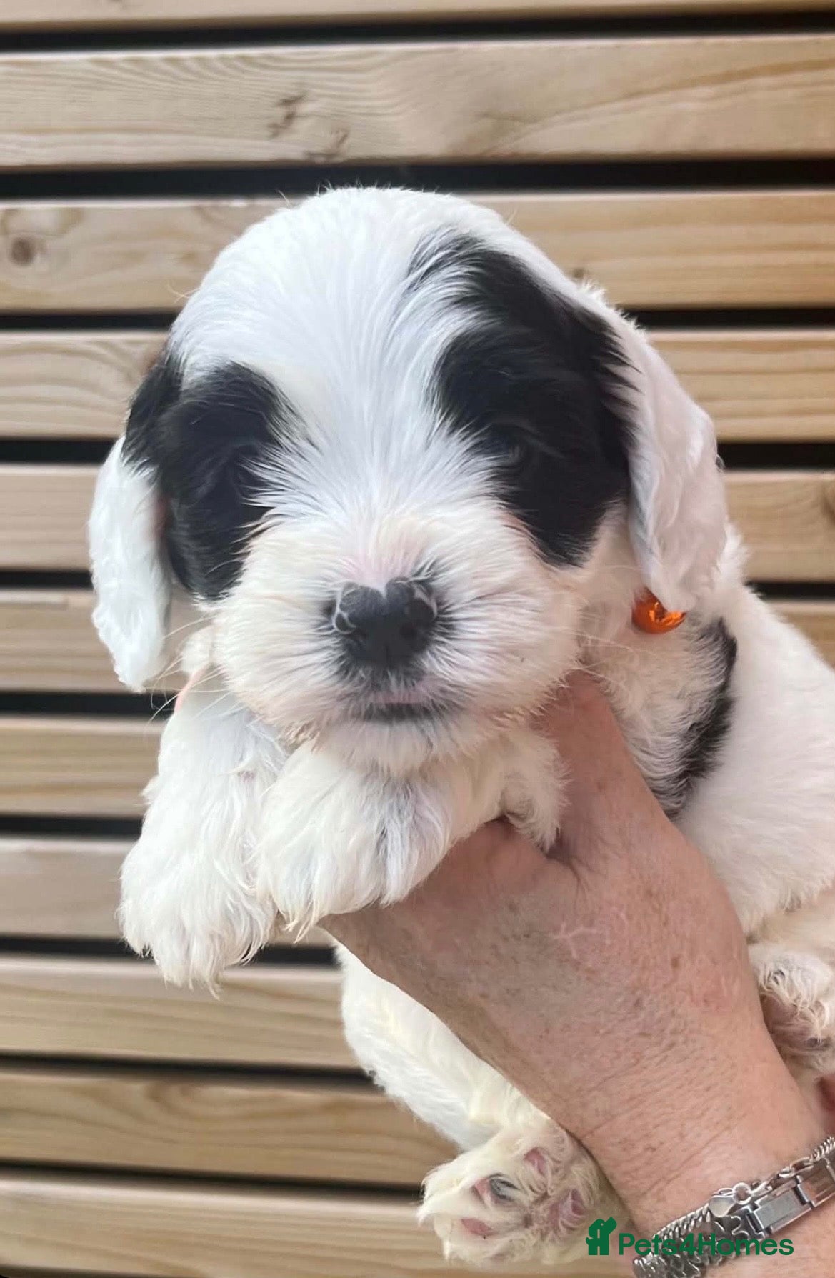 Sheepadoodle dogs Miniature Sheepadoodles - Advert 4