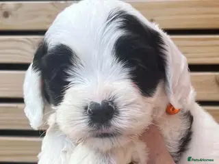 Sheepadoodle dogs Miniature Sheepadoodles - Advert 4