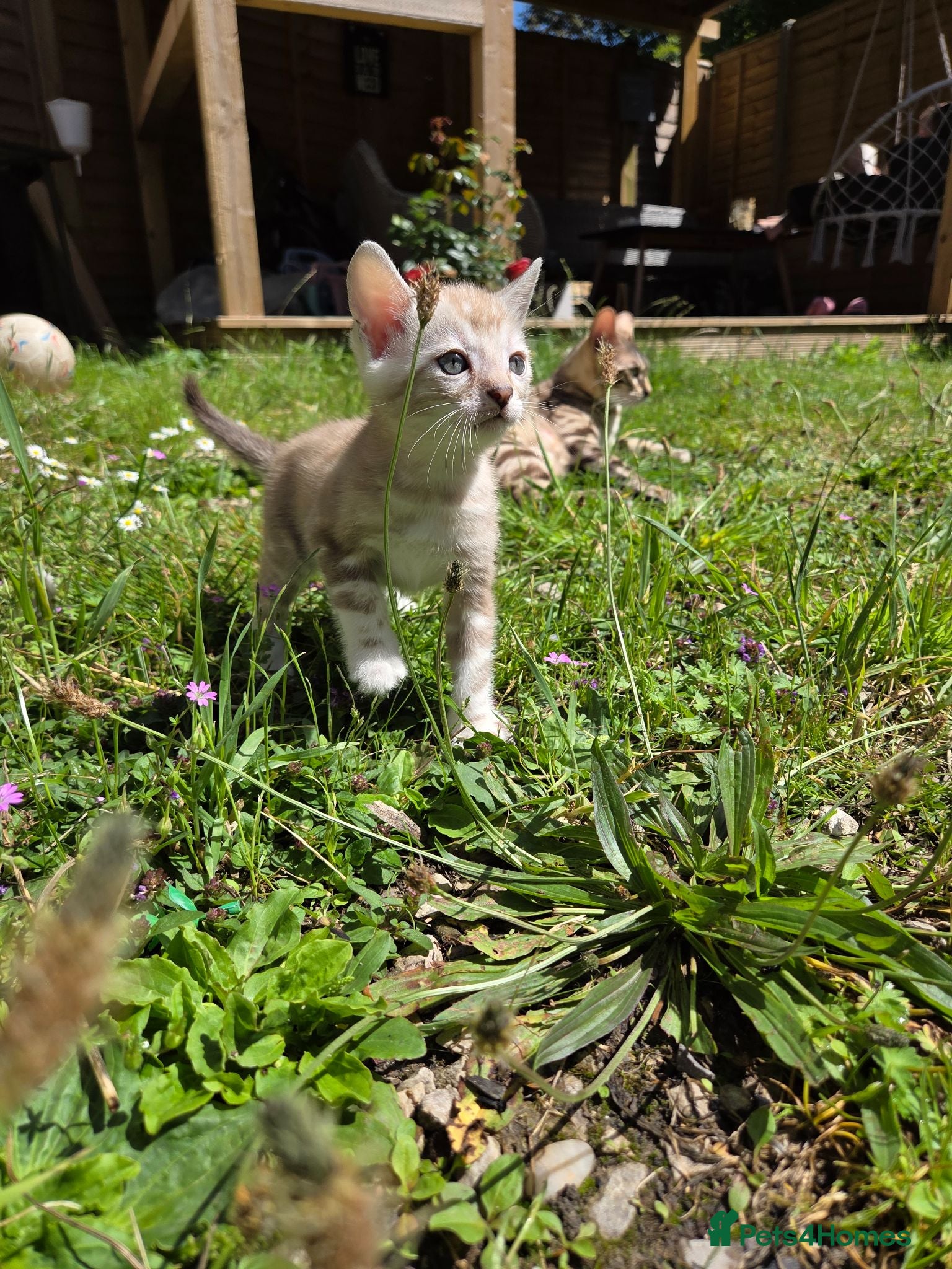 Bengal cats Pure Bengals Stunning Colour-ready for rezervation - Advert 2