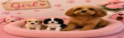 Cavapoo dogs for sale: ** RARE COLOURED DNA CLEAR CAVAPOO PUPPIES ** - Advert 4