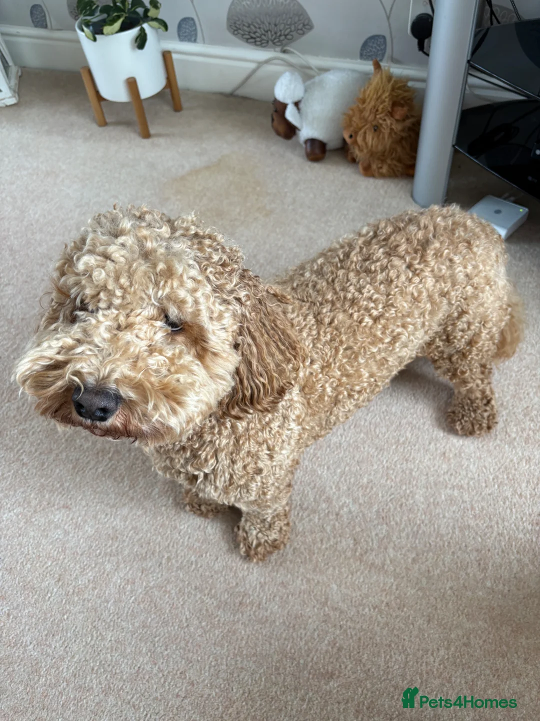 Mixed Breed dogs for sale: Bob -cockapoochon - Advert 2