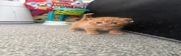 Scottish Fold cats for sale: Scottish fold kittens in Southend-on-Sea - Advert 8