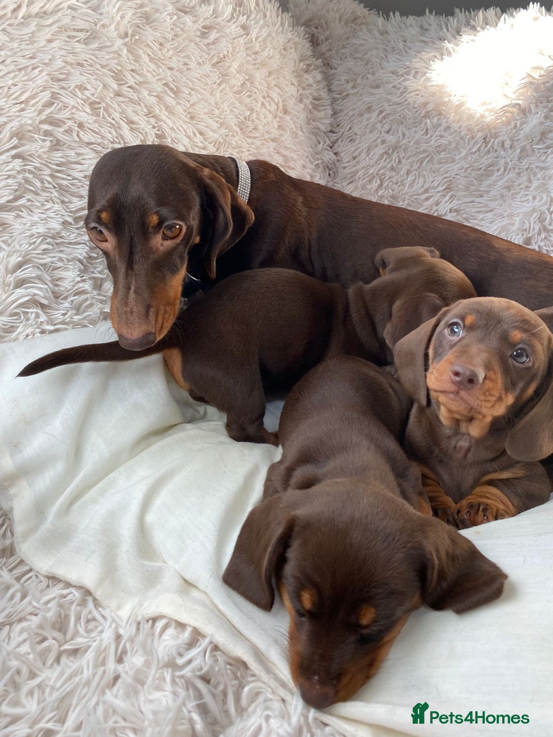 Miniature Dachshund dogs for sale: Chocolate and tan boys. - Advert 6