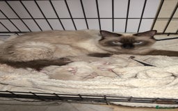 Ragdoll cats for sale: 5 Ragdoll Kittens for Sale - Image 1
