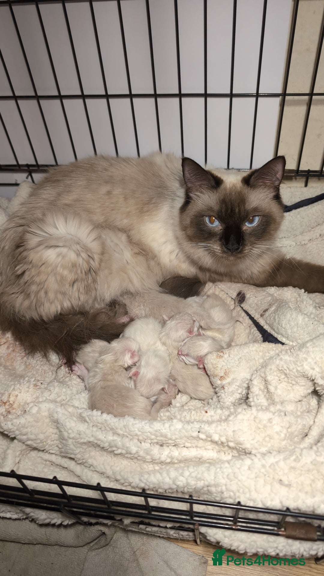 Ragdoll cats for sale: 5 Ragdoll Kittens for Sale - Image 1