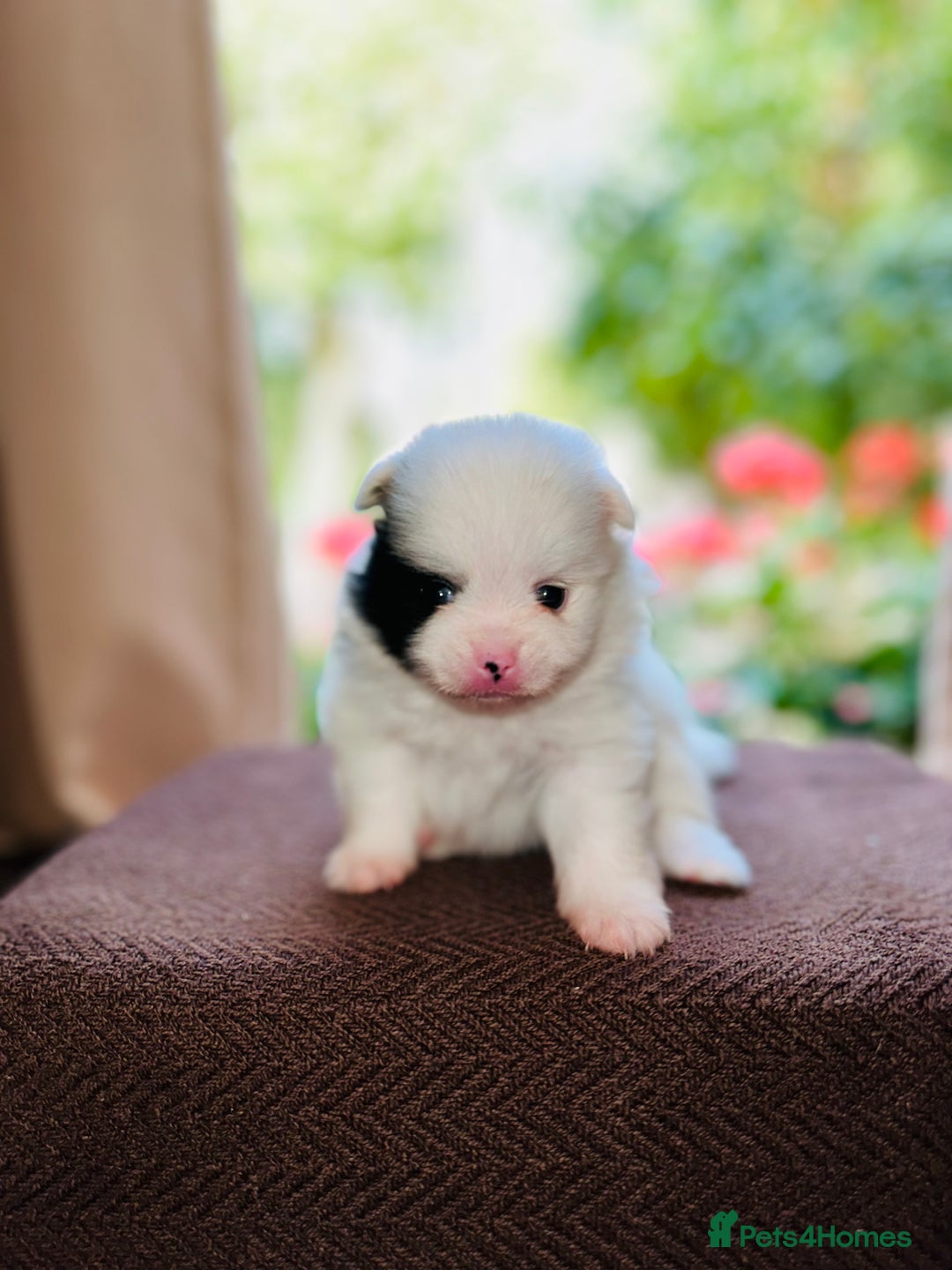 Pomeranian dogs for sale: Cute Pomeranian Puppies Looking for loving home - Image 11