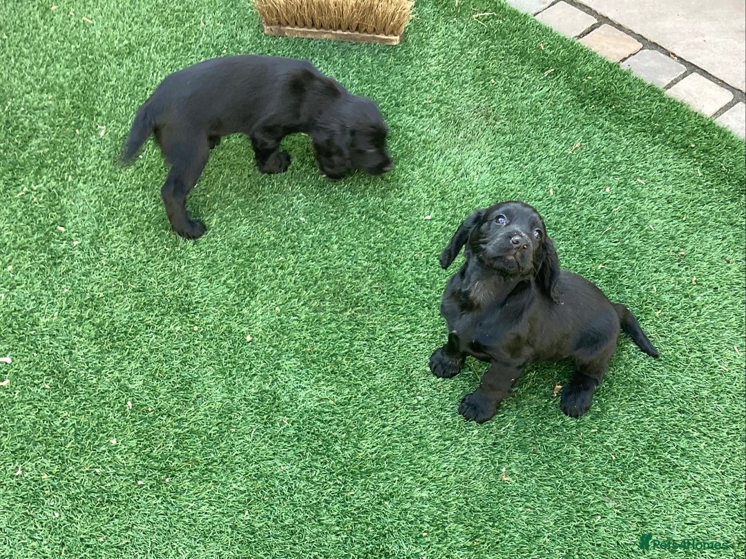 Cocker Spaniel dogs for sale: Working Cocker Spaniels with fabulous pedigree. in Glossop - Image 7