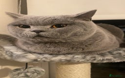 British Shorthair cats for sale: Beautiful 3 year old British blue short haired   - Image 4