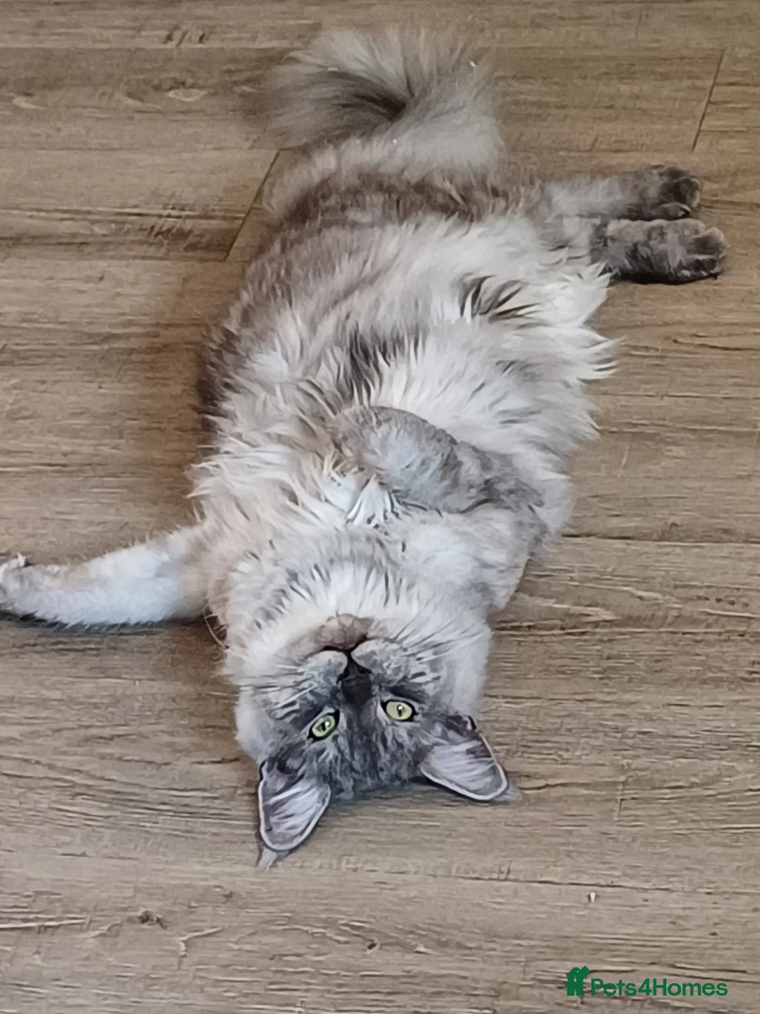 Maine Coon cats for sale: Mainecoon kittens in Plymouth - Advert 9