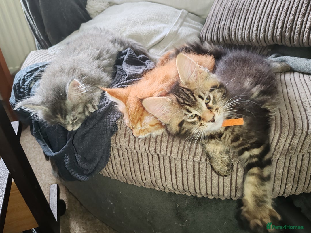 Maine Coon cats for sale: V. Vilma  - Advert 1