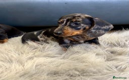 Dachshund dogs for sale: Miniature Dachshund female puppy  - Image 4