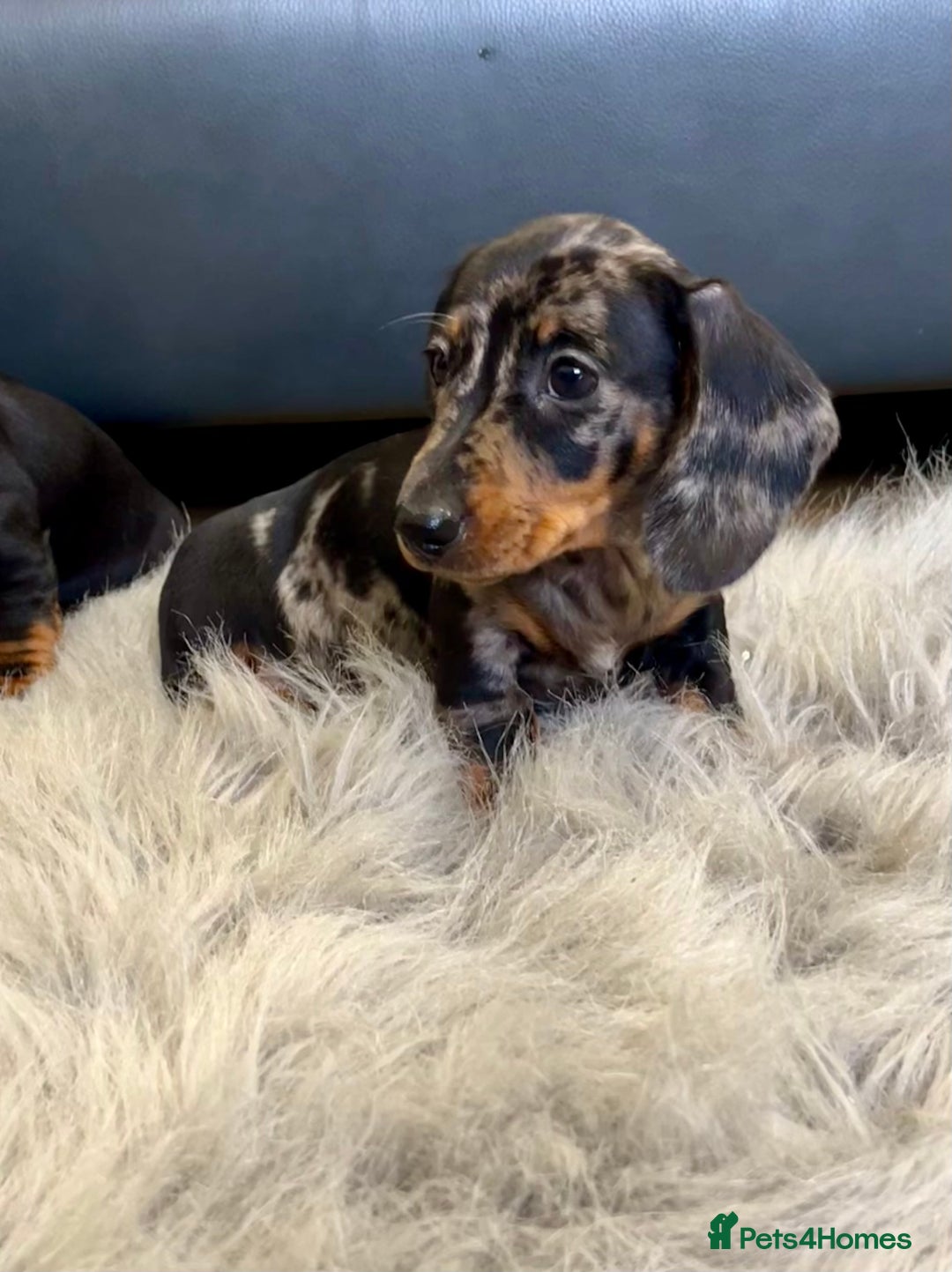 Dachshund dogs for sale: Miniature Dachshund female puppy  - Image 4