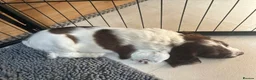 Sprocker dogs for sale: Two Sprocker Spaniel Dog Puppies For Sale in Newmarket - Advert 7