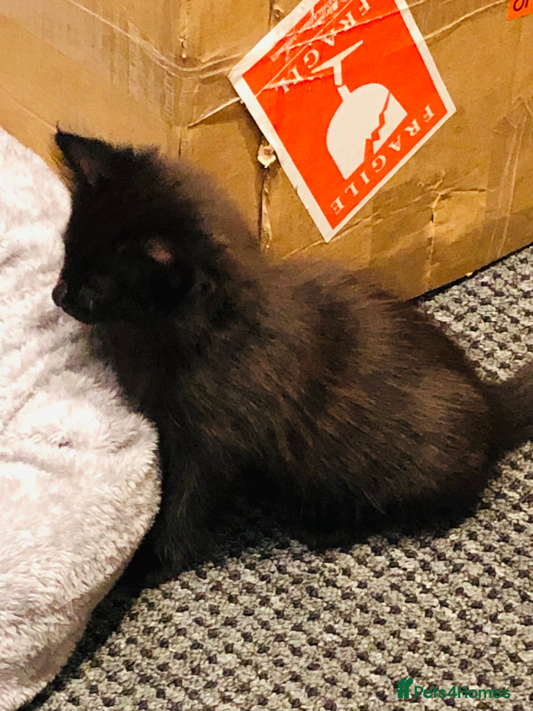 Mixed Breed cats for sale: kitten for sale - Image 5