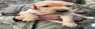 Labrador Retriever 3