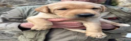 Labrador Retriever dogs for sale: Beautiful Chunky Homebred Labrador puppies in Llanfairpwllgwyngyll - Advert 3