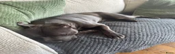 Staffordshire Bull Terrier dogs for sale: Staffordshire bull terrier For Sale in Sheerness - Advert 5