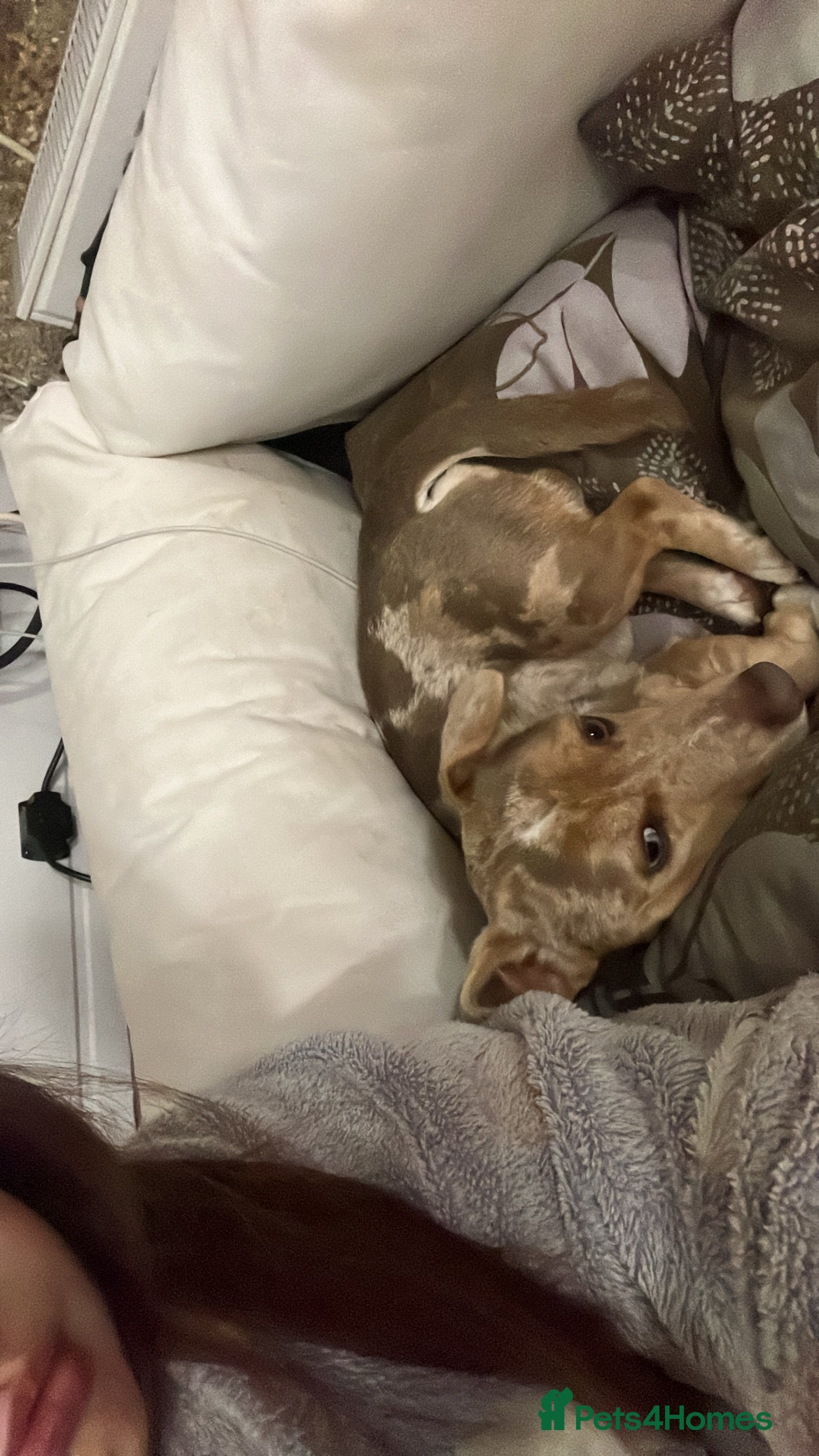 Jack Russell dogs Jack Russell  - Advert 2