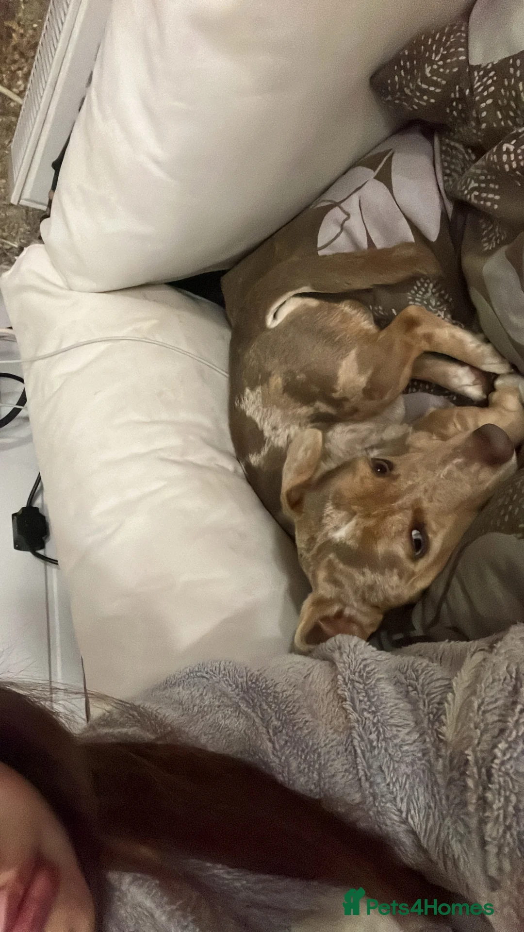 Jack Russell dogs for sale: Jack Russell  - Advert 1