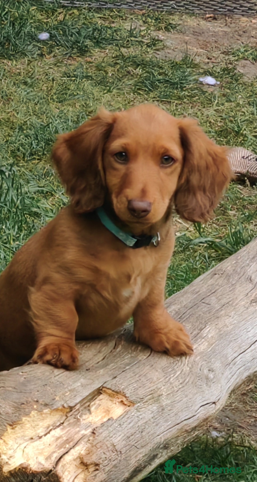 Miniature Dachshund dogs Puppies of the miniature long-haired dachshund.  - Advert 15