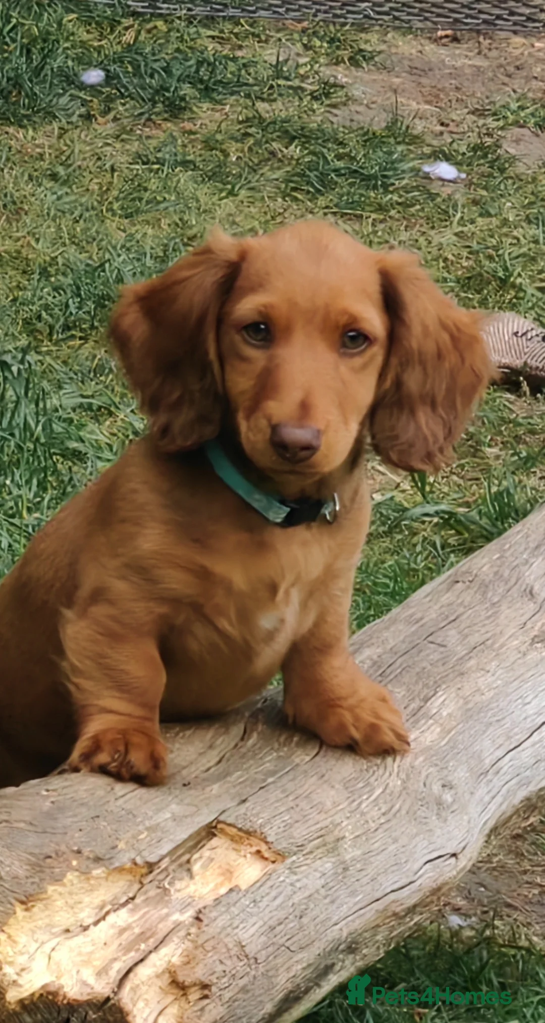 Miniature Dachshund dogs for sale: Puppies of the miniature long-haired dachshund.  - Advert 1