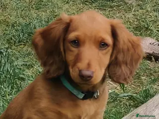 Miniature Dachshund dogs Puppies of the miniature long-haired dachshund. - Advert 16