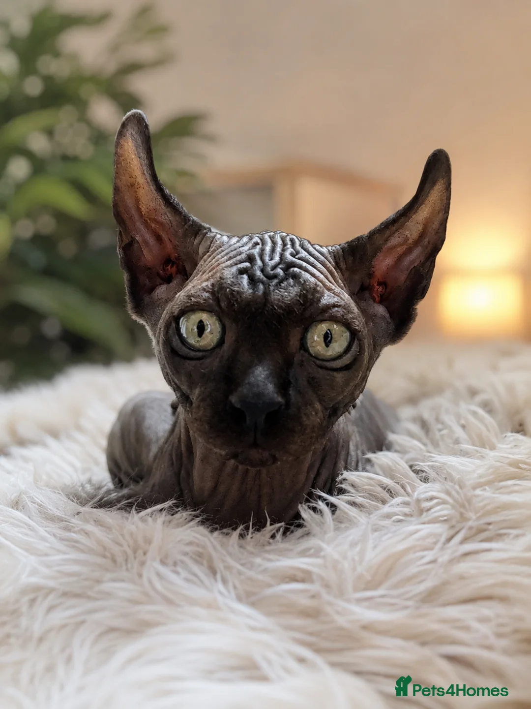 Sphynx cats for sale: Reduced price! 🐾Last boy available🐾 - Advert 1