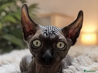Sphynx cats for sale: Reduced price! 🐾Last boy available🐾 - Advert 2
