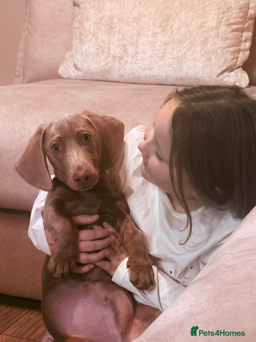 Miniature Dachshund dogs for sale: Mini dachshund Georgie  - Advert 7