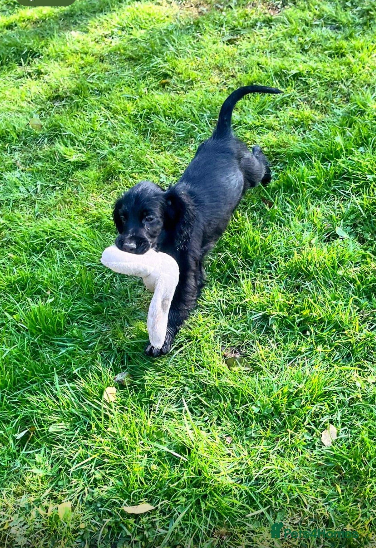 Cocker Spaniel dogs Last two beautiful boys looking for forever home - Advert 15