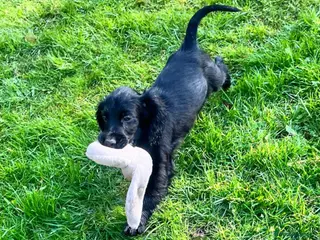 Cocker Spaniel dogs Last two beautiful boys looking for forever home - Advert 15