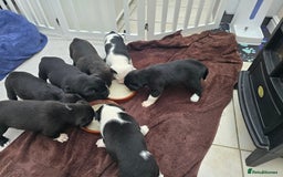 Mixed Breed dogs for sale: Short haired Collie pups - Image 1