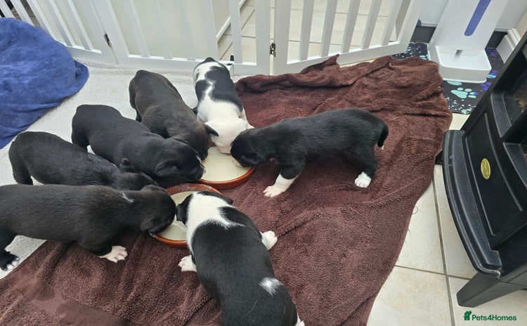 Mixed Breed dogs - Advert 2